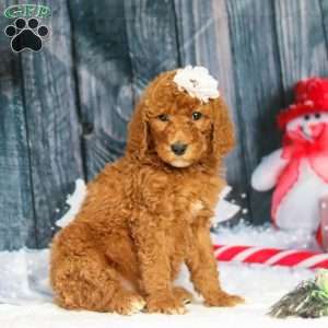 Stella, Standard Poodle Puppy